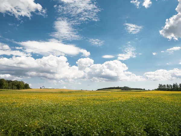 Field with blue skies